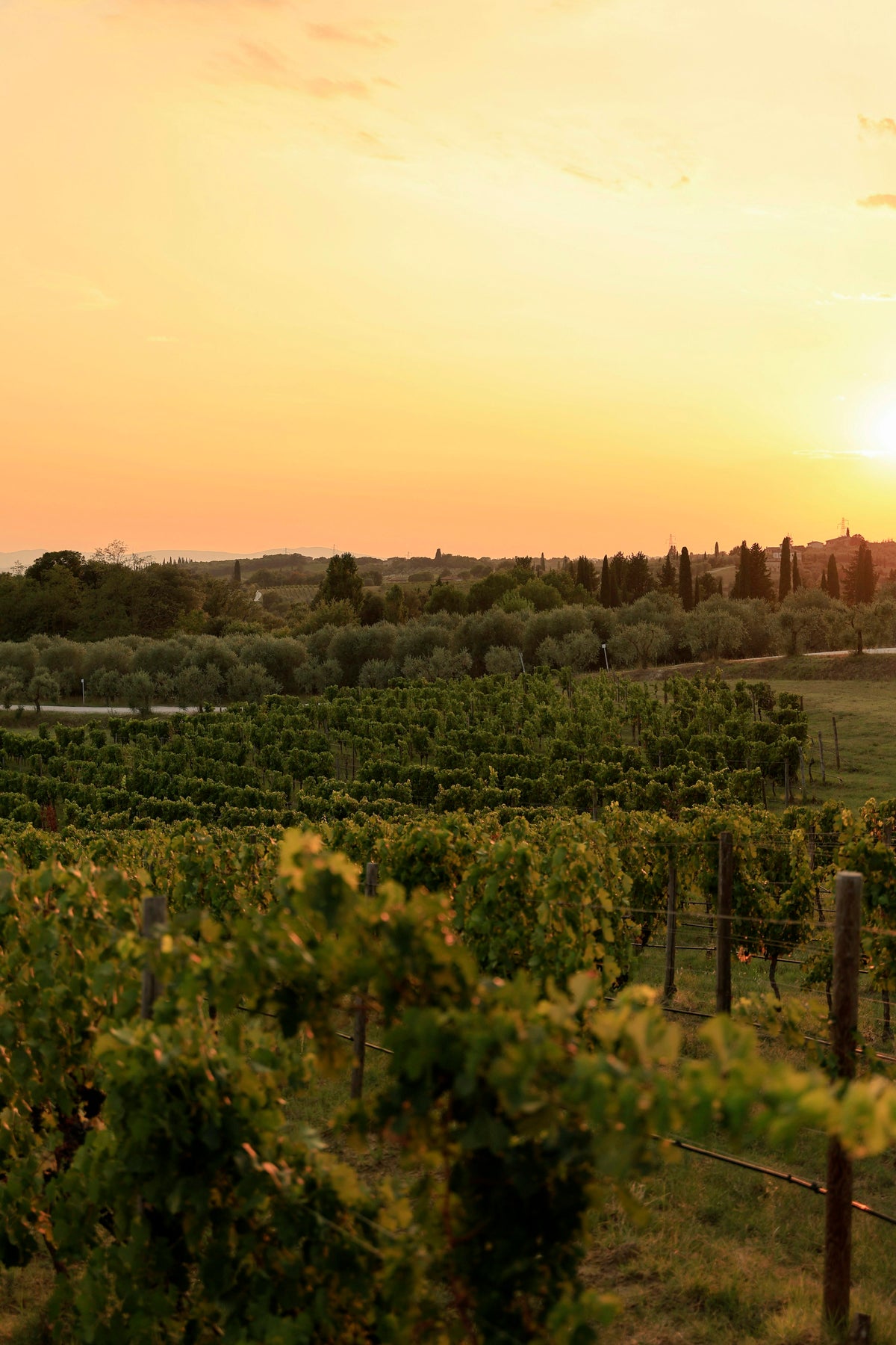 Viñedo al atardecer